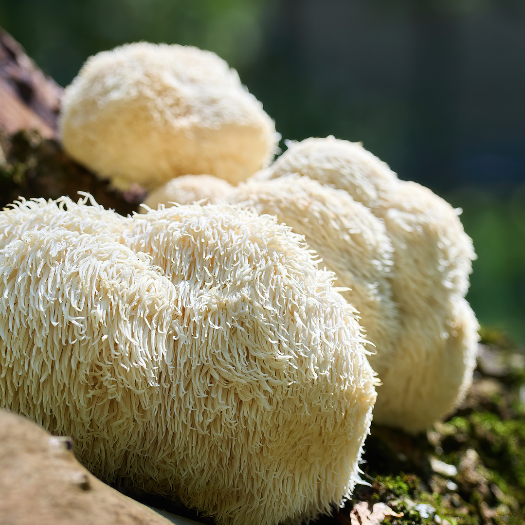 Extracto Melena de León 4