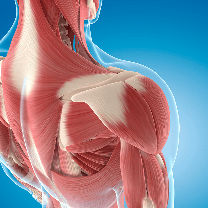 Extracto Cordyceps 3