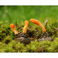 Extracto Cordyceps - Miniatura 4