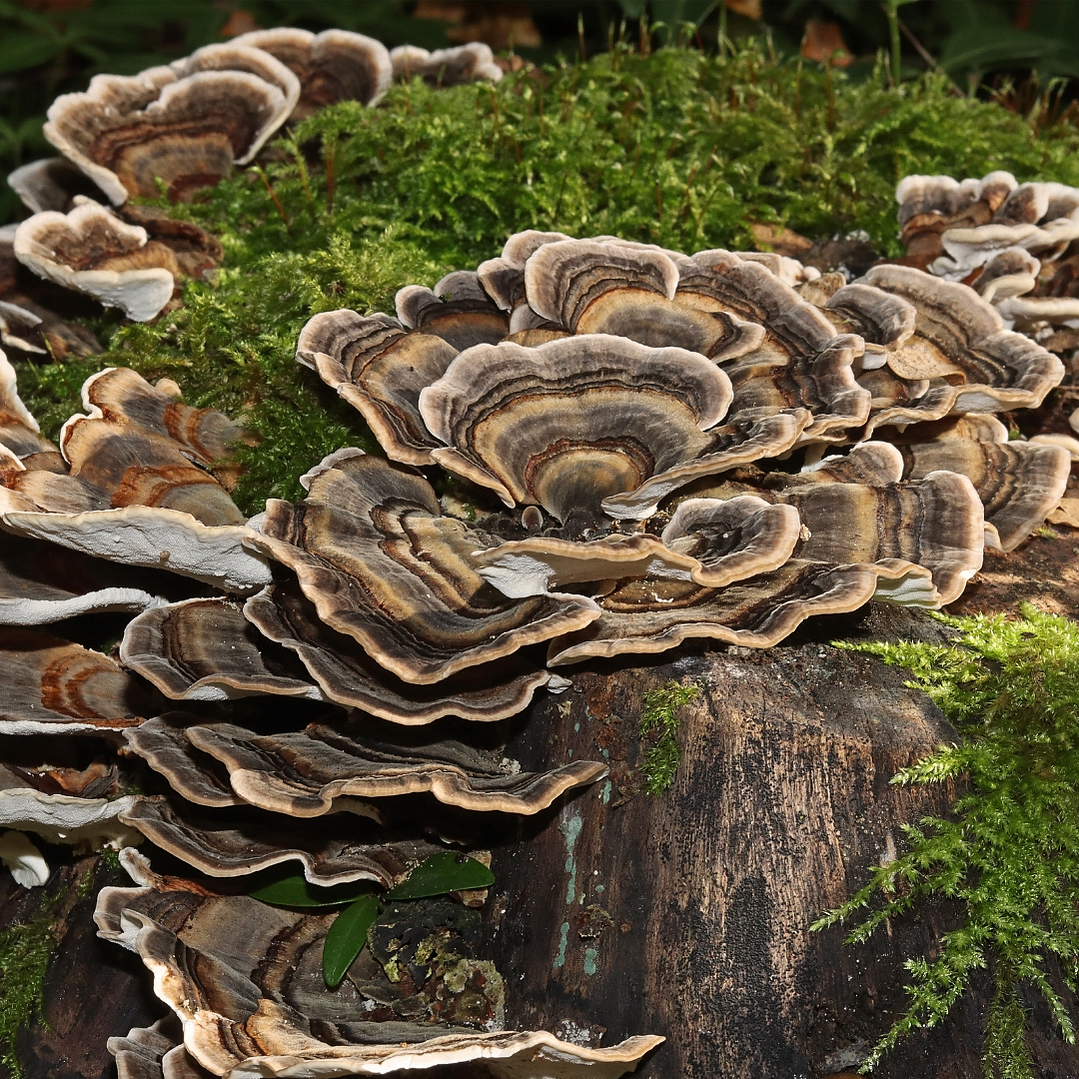 Extracto Cola de Pavo 4