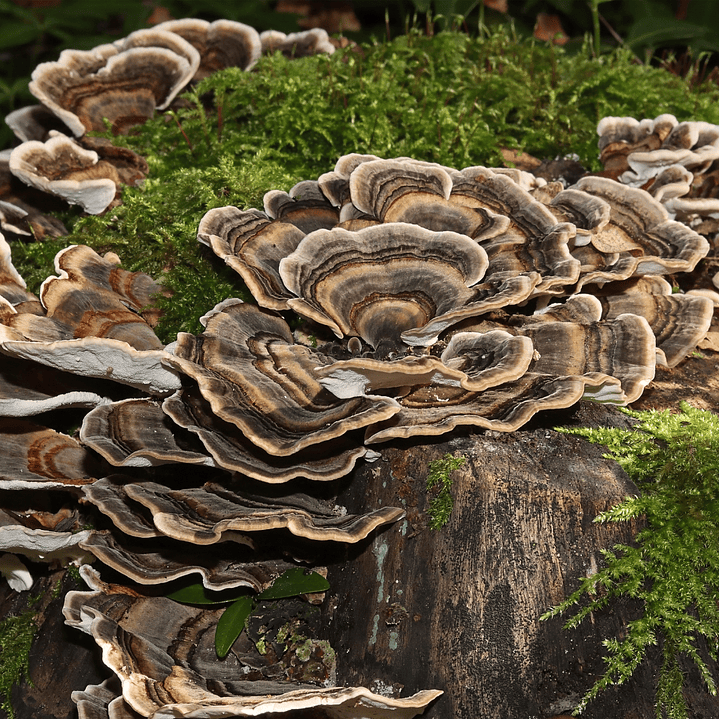 Extracto Cola de Pavo 4