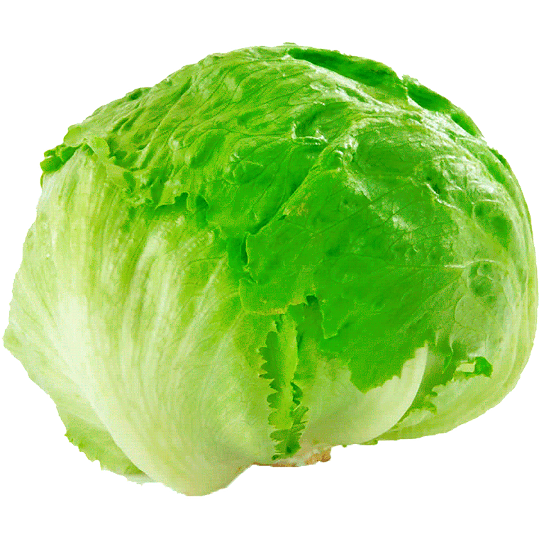 Lechuga Escarola 1