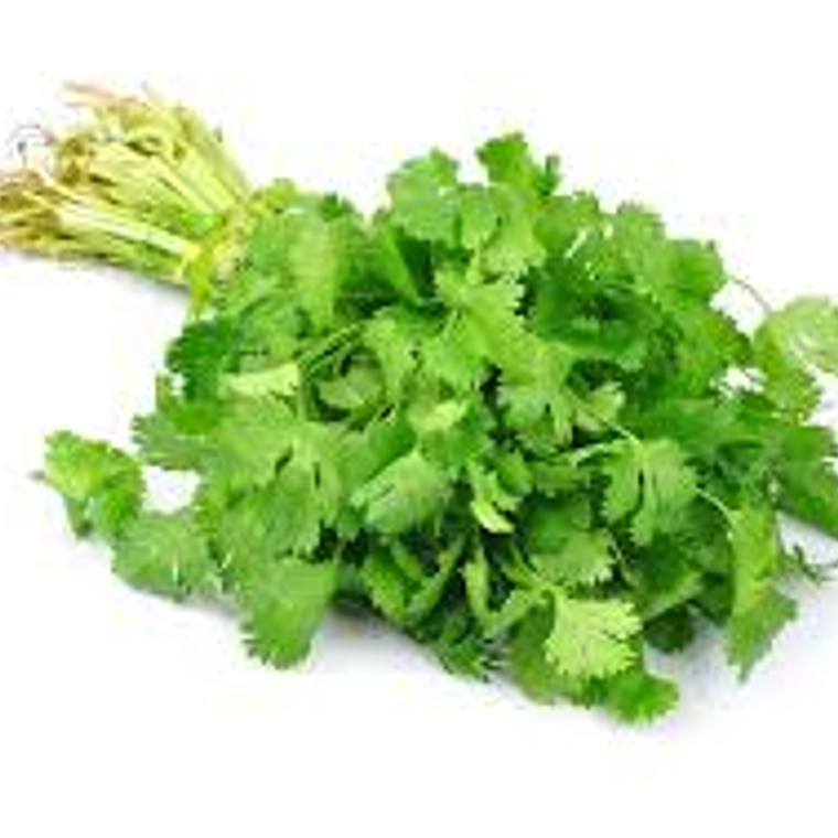 Cilantro 1