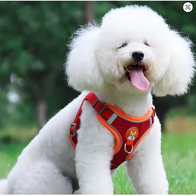 Pack arnés ajustable + correa para perros pequeños y medianos Rojo- Talla S (2-3Kg)