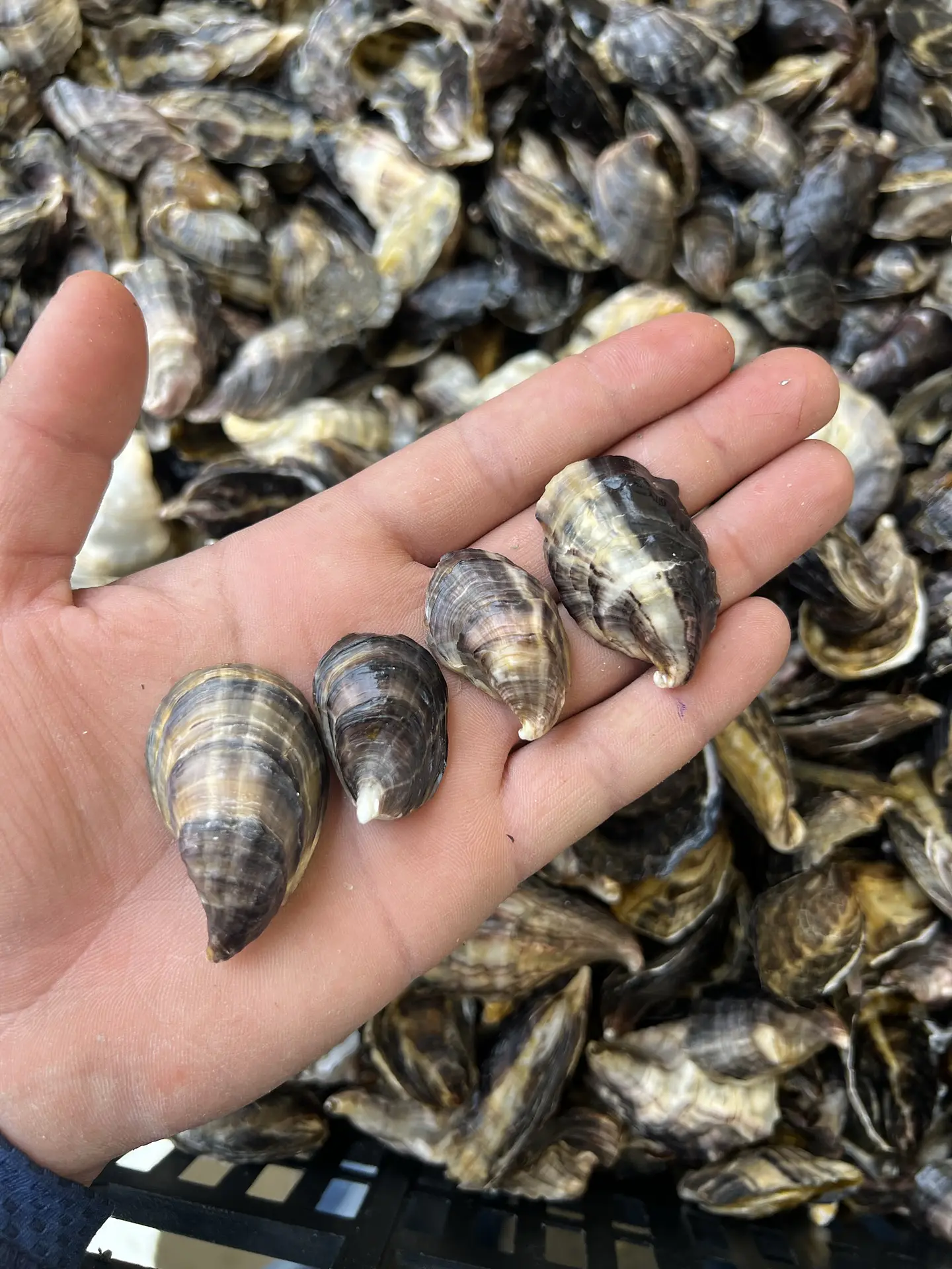 Frescura del mar a tu mesa