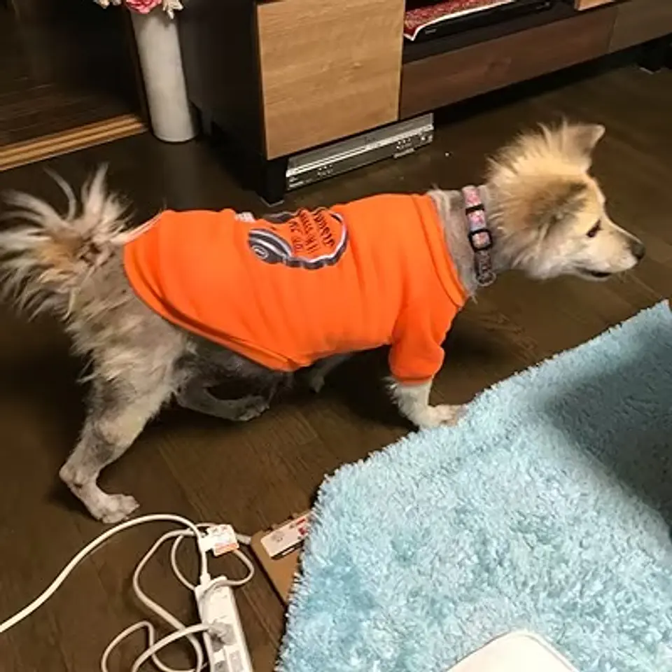 POLERON POLAR MASCOTA RAZA MEDIANA, PEQUEÑA, CACHORRO (SOLO NARANJA) 7
