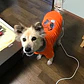 POLERON POLAR MASCOTA RAZA MEDIANA, PEQUEÑA, CACHORRO (SOLO NARANJA) - Miniatura 8