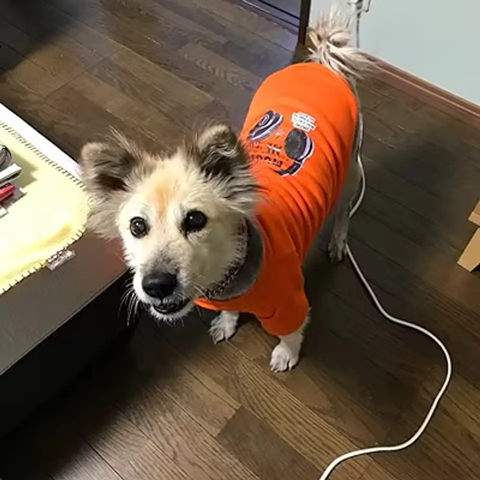 POLERON POLAR MASCOTA RAZA MEDIANA, PEQUEÑA, CACHORRO (SOLO NARANJA) 8
