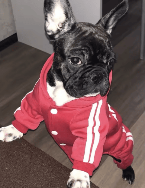  ENTERIZO CORTAVIENTO CON CHIPORRO A RAYAS PARA MASCOTAS RAZA MEDIANA, PEQUEÑA, CACHORRO