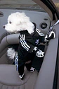  ENTERIZO CORTAVIENTO CON CHIPORRO A RAYAS PARA MASCOTAS RAZA MEDIANA, PEQUEÑA, CACHORRO - Miniatura 2