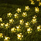 GUIRNALDA FLOR SOLAR 20 LED 6 METROS CALIDA - Miniatura 3