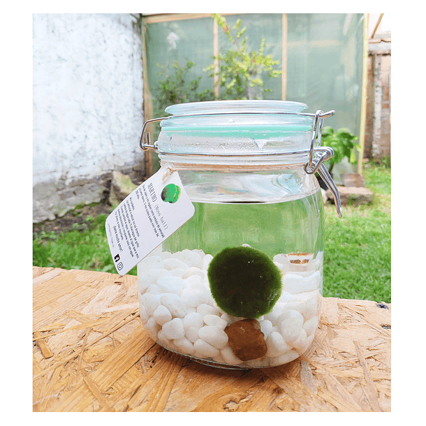 Marimo 