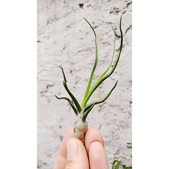 Tillandsia Bulbosa (1-3-6 plantas)