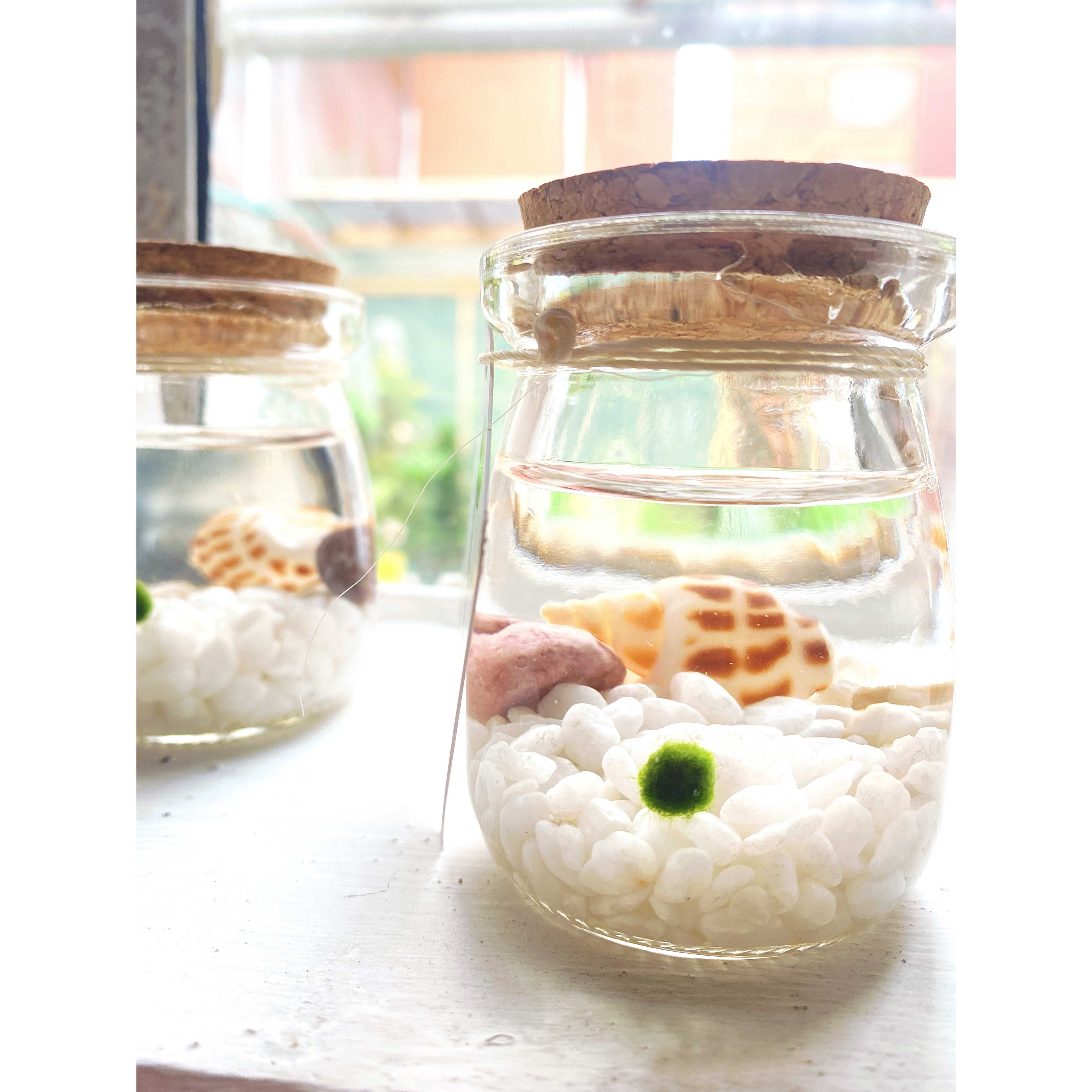 Alga Marimo Lovers – Ampolla Boutique