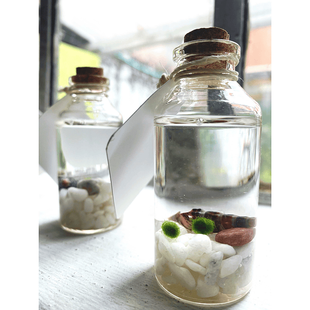 Marimo 