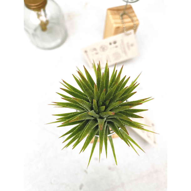 T. Ionantha + Mini Pedestal 4