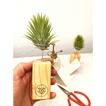 T. Ionantha + Mini Pedestal