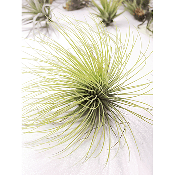 Tillandsia Andreana (1-3-6 plantas)