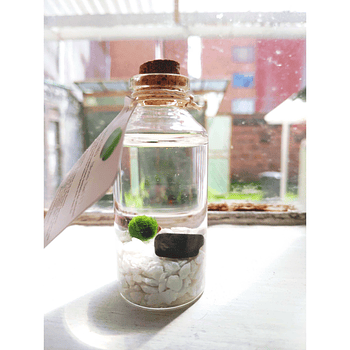 Marimo 