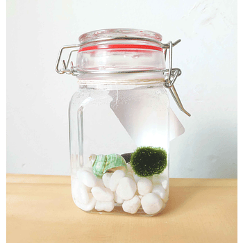 Marimo 