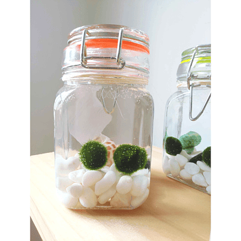 Marimo 