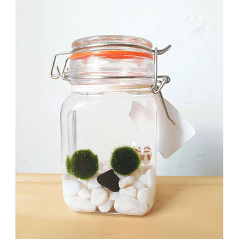 Marimo 