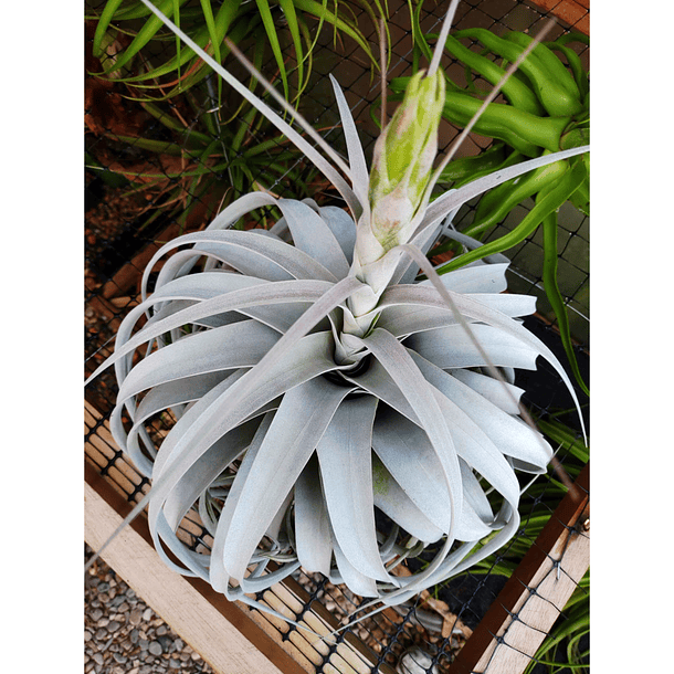 T. Xerographica 