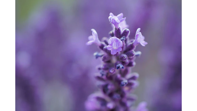 Momentos Dorada® - Calma de Lavanda -Perfume de ambientes 500ml 1