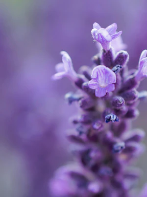 Momentos Dorada® - Calma de Lavanda -Perfume de ambientes 500ml