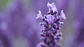 Momentos Dorada® - Calma de Lavanda -Perfume de ambientes 500ml - Miniatura 1