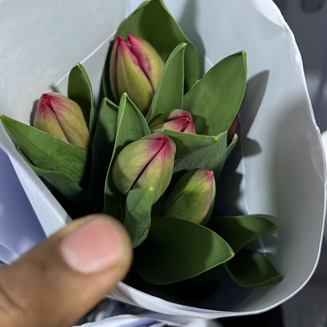 Tulipanes  1