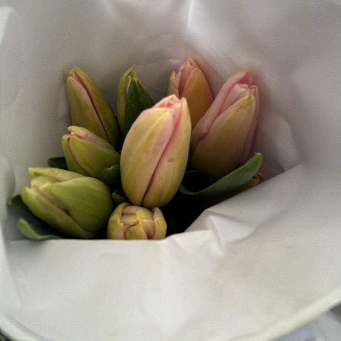 Tulipanes  3