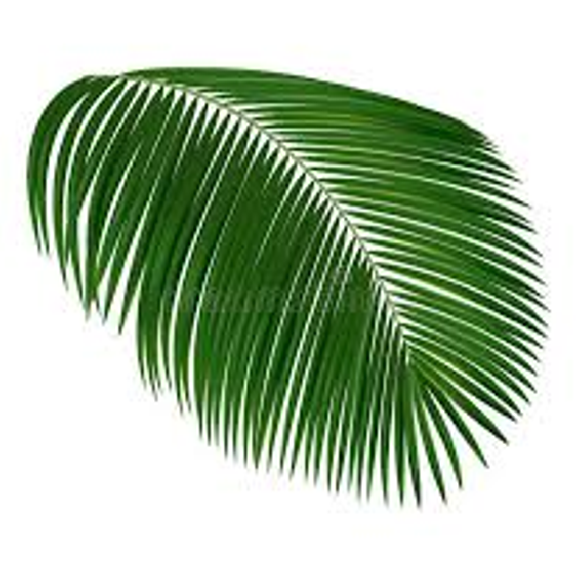 palmera 1