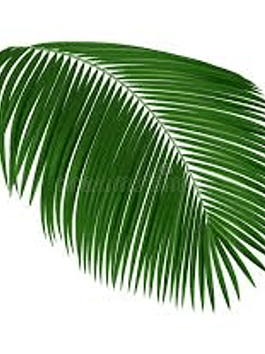 palmera