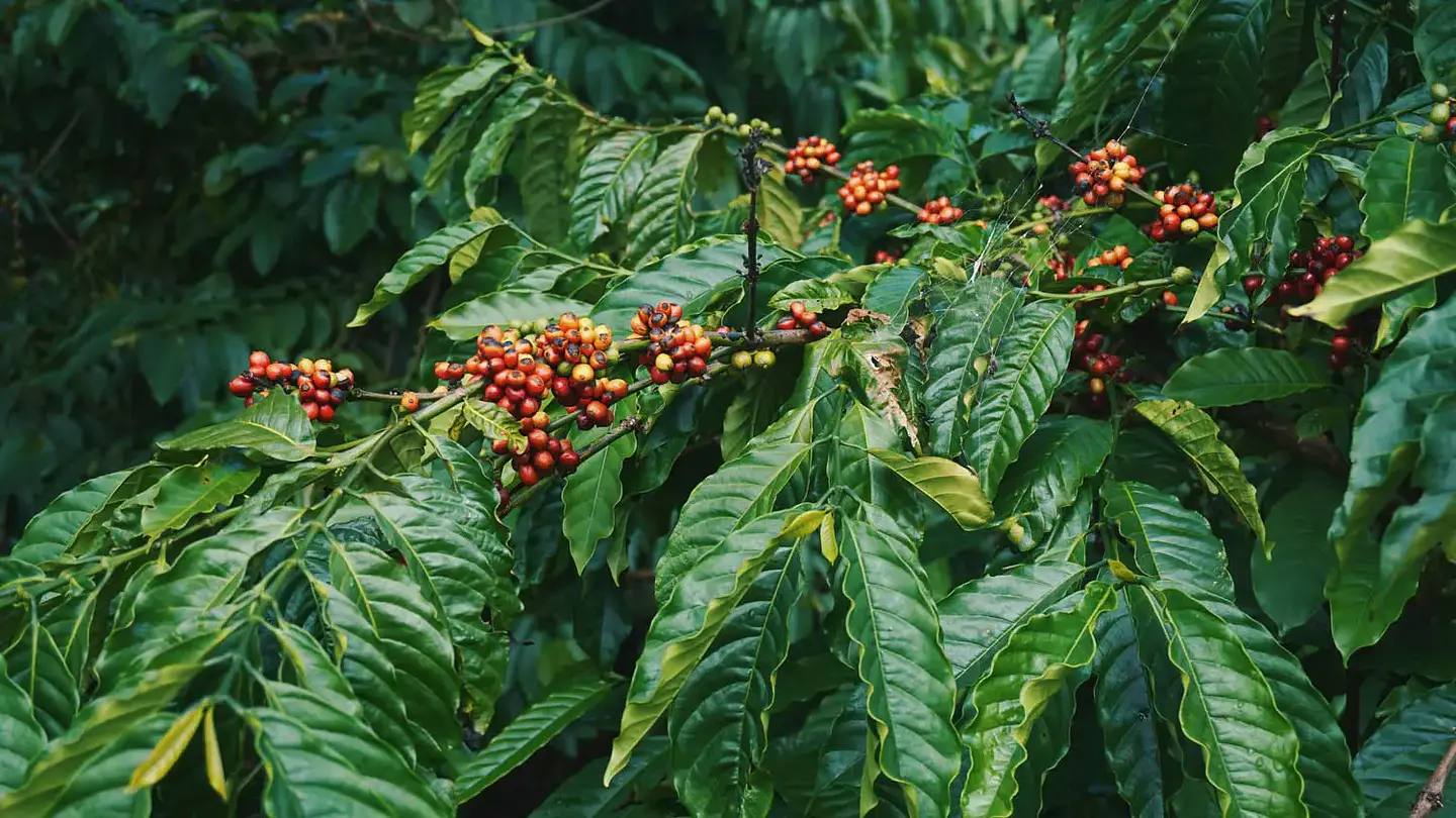 Explora cafés de origen con procesos únicos. 