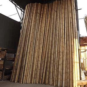 Bambú Guadua Natural - Diámetro 12 a 14 cm 