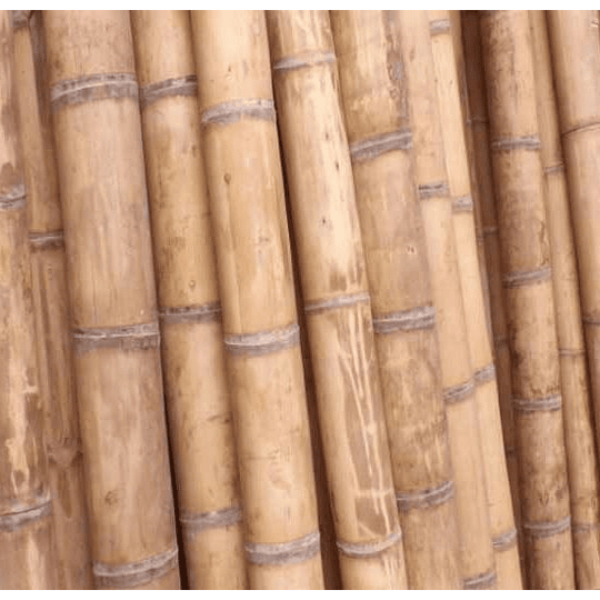 Bambú Guadua Natural - Diámetro 15 a 18 cm  - Image 2