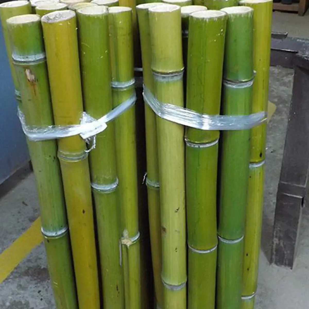 Bambú Moso | Dosel Bambú