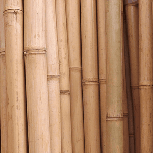 Bambú Aurea Natural - Dimensionado 