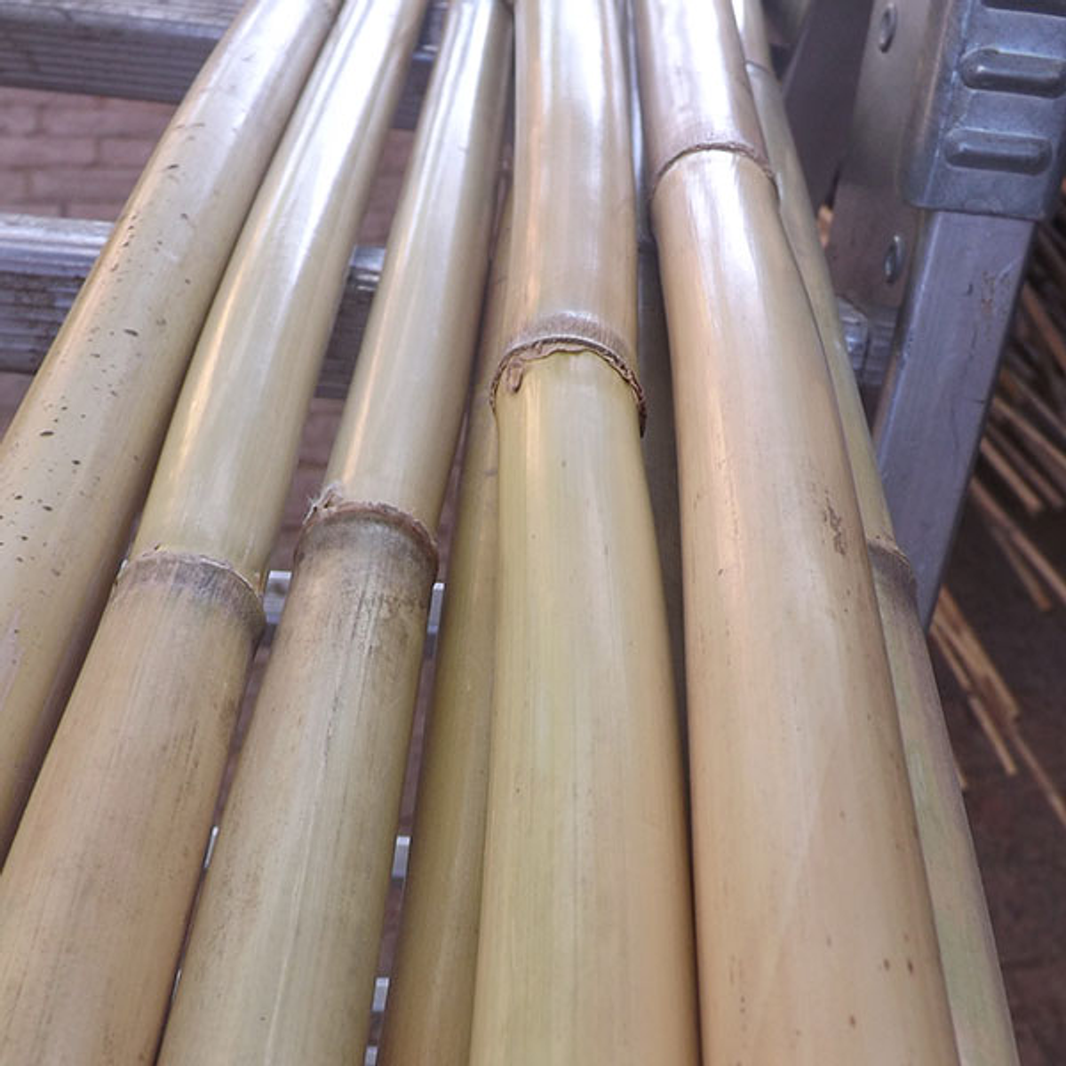 Bambú Carrizo | Dosel Bambú