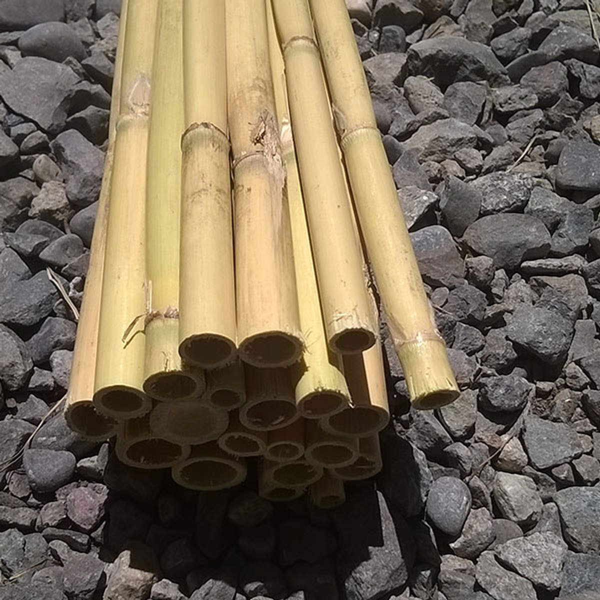 Bambú Carrizo | Dosel Bambú