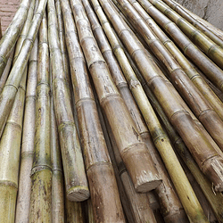 Bambú Colihue Seleccionado y pulido, 2,0 a 3,0 cm diámetro
