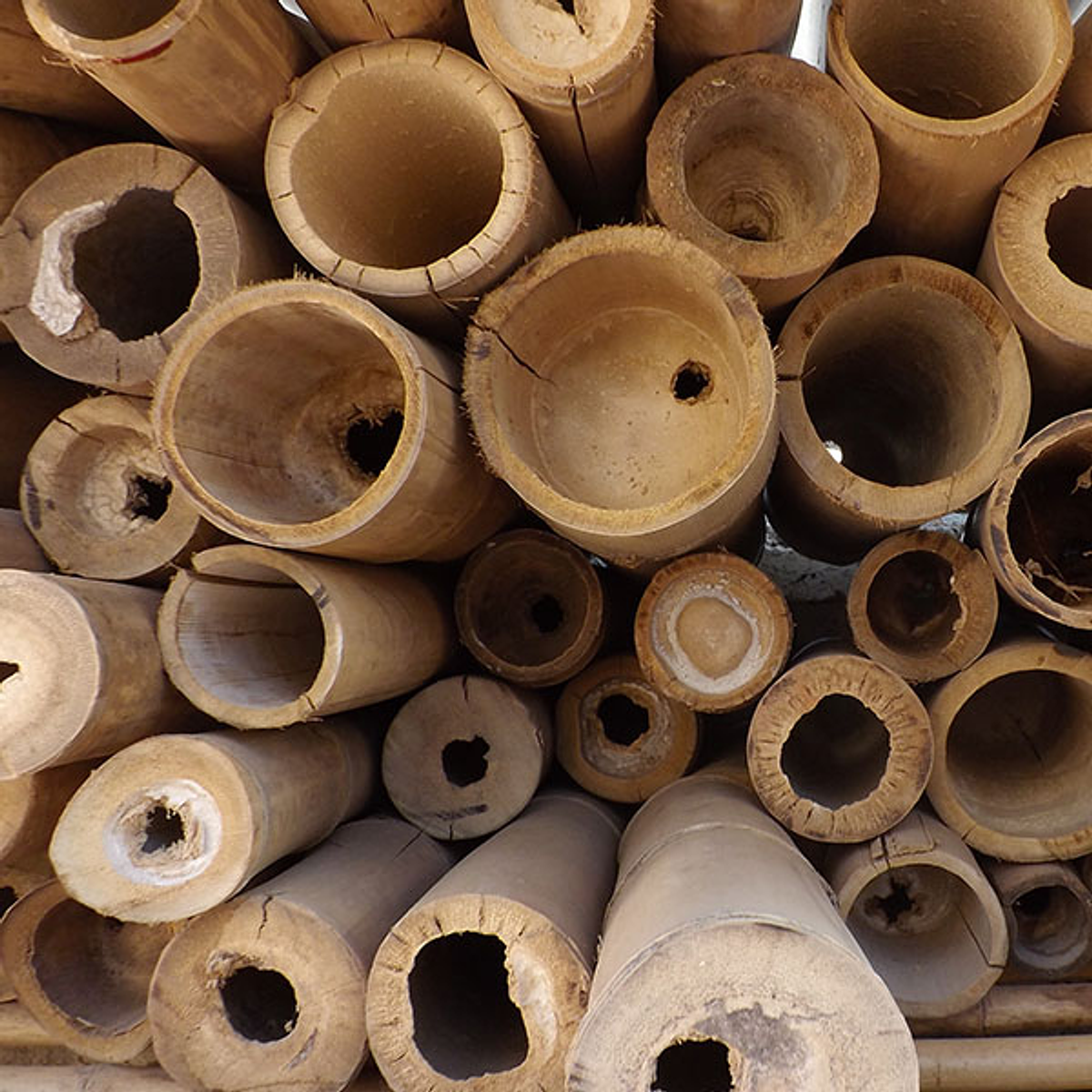 Bambú Guadua Dimensionada