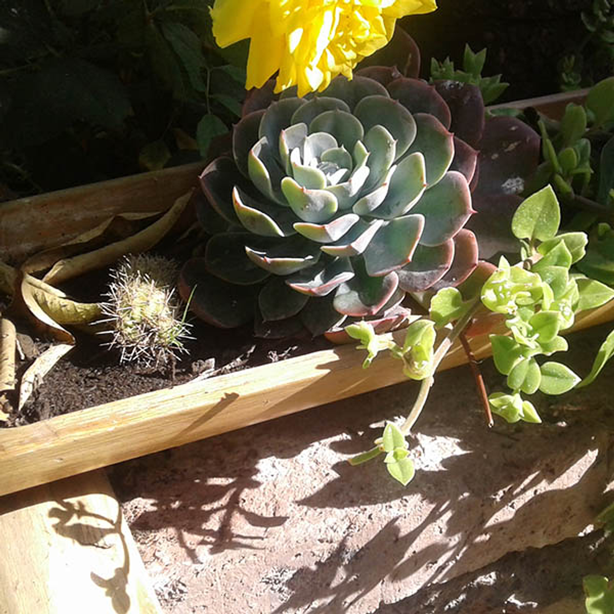 Jardinera Horizontal Bambú | Dosel Bambú