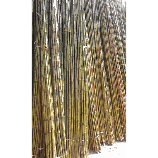 Bambú Colihue Limpio, sin seleccionar,  largo 4,0 m. - Image 1