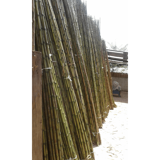 Bambú Colihue Limpio, sin seleccionar,  largo 4,0 m. - Image 2