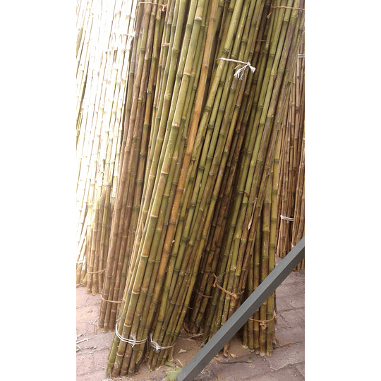 Bambú Colihue Limpio, sin seleccionar,  largo 4,0 m. - Image 3