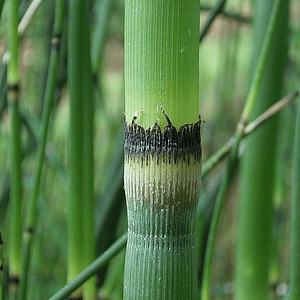 Equisetum - Plantas Vivas