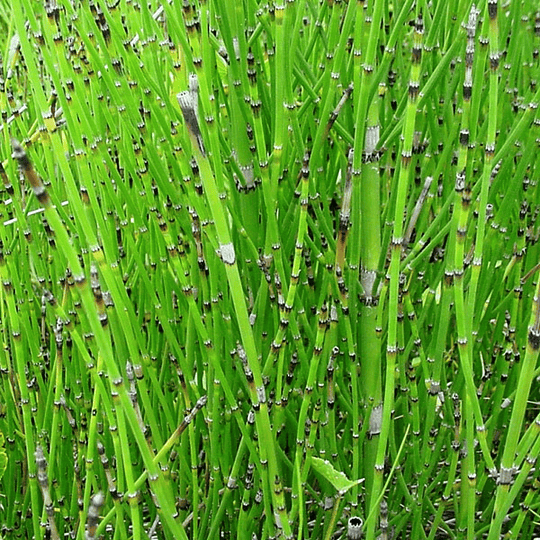 Equisetum - Plantas Vivas - Image 2