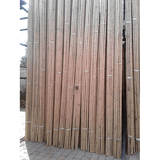 Bambú Aurea Natural - Dimensionado (AGOTADO) - Image 4